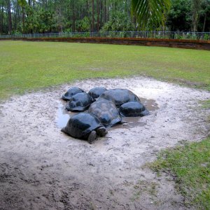 Aldabra Breeders