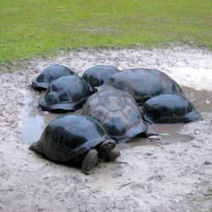Aldabra Breeders