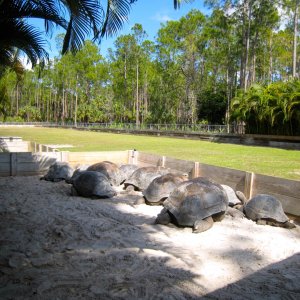 Aldabra Breeders