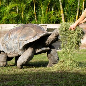 Aldabra Breeders
