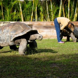 Aldabra Breeders