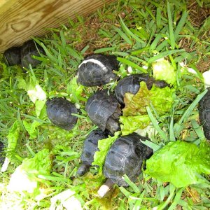 Aldabra Breeders