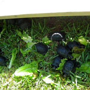 Aldabra Breeders