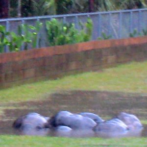 Aldabra Breeders