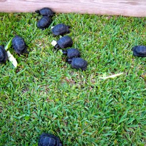 Aldabra Breeders