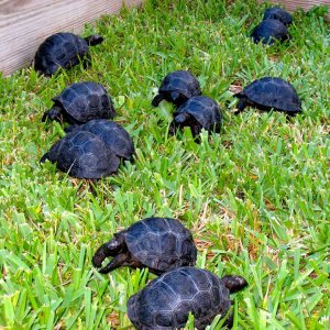 Aldabra Breeders