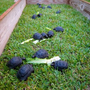 Aldabra Breeders