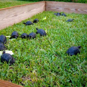 Aldabra Breeders