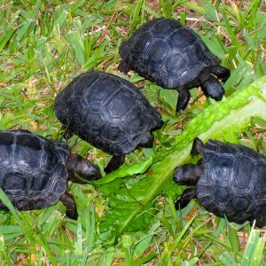 Aldabra Breeders
