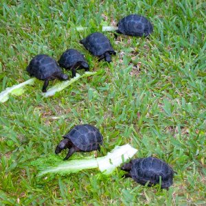 Aldabra Breeders