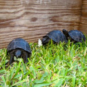 Aldabra Breeders