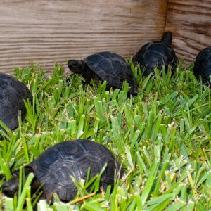 Aldabra Breeders