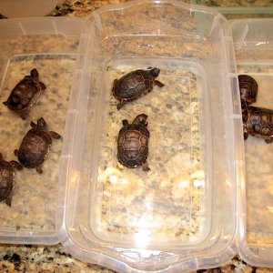 Aldabra Breeders