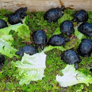 Aldabra Breeders