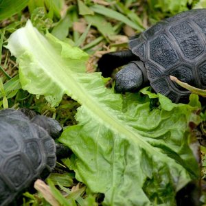 Aldabra Breeders