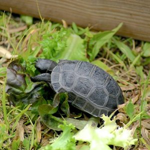 Aldabra Breeders