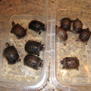 Aldabra Breeders