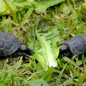 Aldabra Breeders