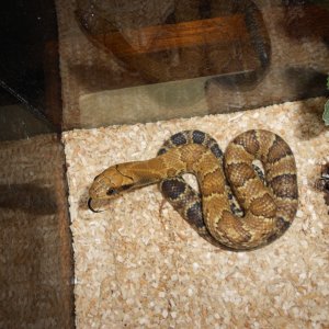 False Water Cobra