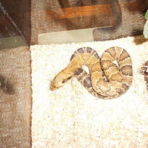 False Water Cobra