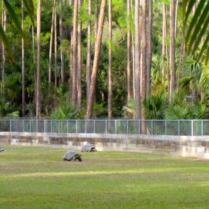 Aldabra Breeders