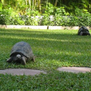 Aldabra Breeders