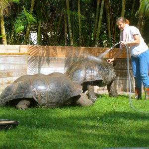 Aldabra Breeders