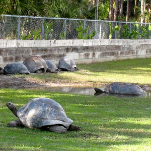 Aldabra Breeders