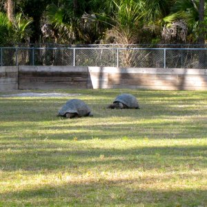 Aldabra Breeders