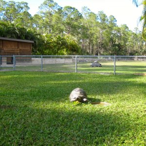 Aldabra Breeders