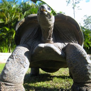 Aldabra Breeders