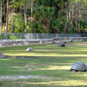 Aldabra Breeders