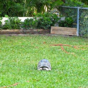 Aldabra Breeders