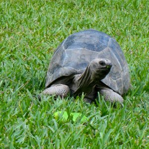 Aldabra Breeders