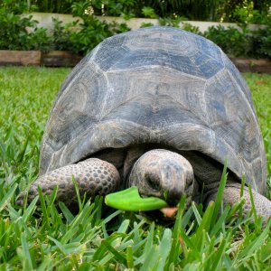Aldabra Breeders