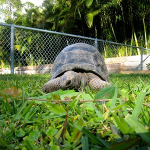 Aldabra Breeders