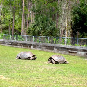 Aldabra Breeders
