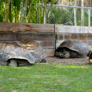 Aldabra Breeders