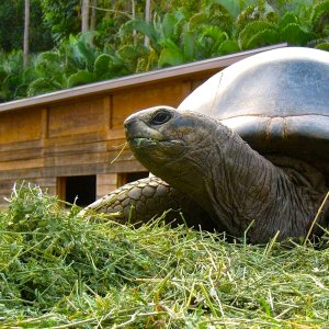 Aldabra Breeders