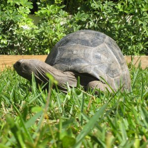Aldabra Breeders