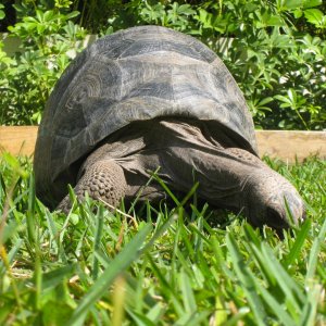 Aldabra Breeders