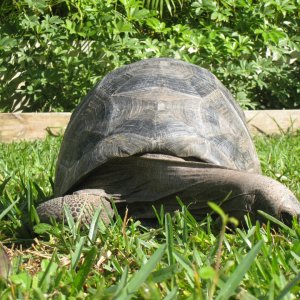 Aldabra Breeders