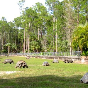 Aldabra Breeders