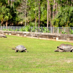 Aldabra Breeders