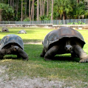 Aldabra Breeders