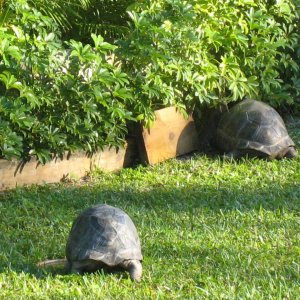 Aldabra Breeders