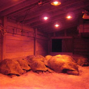 Aldabra Breeders