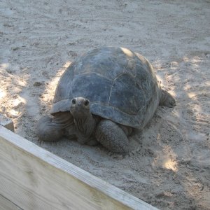 Aldabra Breeders