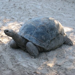 Aldabra Breeders