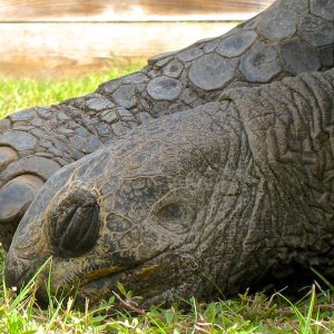 Aldabra Breeders